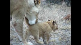 Cute tiny Lion cub won’t listen to his mother