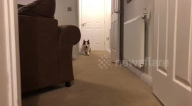 Ninja Challenge! Siberian Husky sneaks up to camera stealthily!
