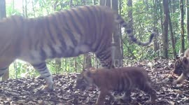 Sumatran tiger, Riau, Indonesia