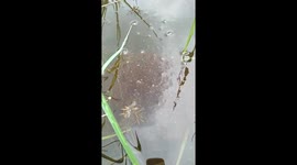 Bizarre scene of hundreds of frantic water creatures
