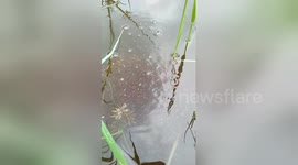 Bizarre scene of hundreds of frantic water creatures