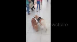 Blind dog has adorable Golden Retriever as seeing-eye guide