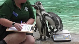 London Zoo carries out annual weigh-in of animals