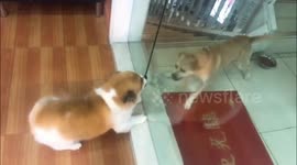 Dogs go crazy until glass door is opened