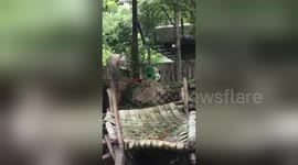 Crowd sings ‘Happy Birthday to You’ to Bei Bei the panda as he turns 3