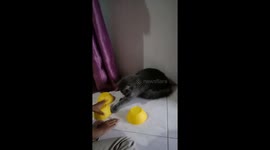 Mr Libby the cat guesses hidden ball in a bowl