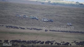 Migration of Wildebeest in Masai Mara National Park Kenya