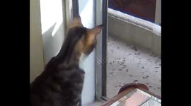 Cookie's first experience with balcony
