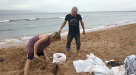 Preparing for Hurricane Lane in Lahaina, Hawaii