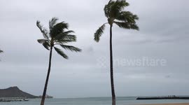 palm trees wind picking up in waikiki hurricane lane
