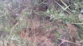Diamondback Rattlesnakes Fight for Dominance