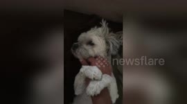 Puppy latches on to owner's hand when he pets him and won't let go