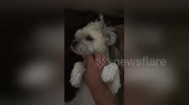Puppy latches on to owner's hand when he pets him and won't let go