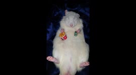 Rat relaxes with KFC and beer
