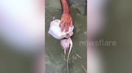 US beachgoers capture moment stingray gives birth on beach