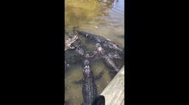 My phone got eaten by an alligator. https://t.co/d2S78OhyG7