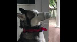 Husky Loves Yogurt!