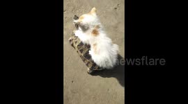 Cute kitten hitches a ride on tortoise’s back