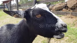 Goat Eating Grass Chewing Contently and Happily for One Minute