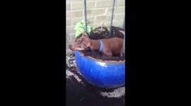 Puppy digging up flowerpot instantly freezes when owner catches him