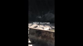 Rhino trying to stand, roll and play.