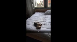 Angry growling cute dog