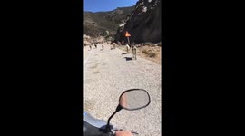 Loads of goats on the Road in Greece!!!