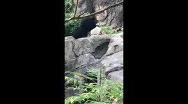 Sloth bear Remi finds the prize - a banana