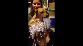 Adopted Zoe enjoying wrapping more than gift on first real Christmas