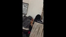 Deb the catdog selecting a toy from her toy bin