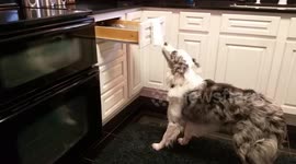Incredibly smart dog helps owner fetch a spoon for his cereal