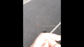 Feeding birds