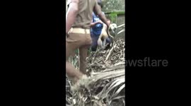 Rogue monkey captured after it bit 30 people