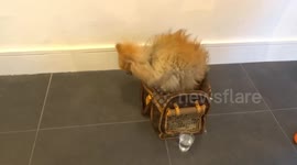 Pomeranian pup gets bored with sitting in a carrier bag at Summer Fine Art exhibition launch - London