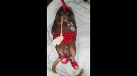 Rat is ready to do some cleaning