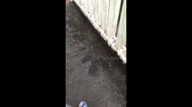 Wailoa rages