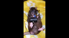 Rat does some drunk online shopping