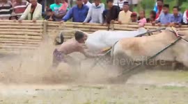 Indonesian cow racing is spectacular