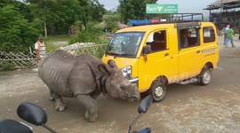 Road block! Wild rhino wanders into traffic