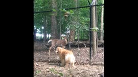 Golden Retriever Begs Whitetail Deer To Play