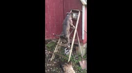 Watch this surefooted pit bull effortlessly climb a ladder