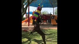 Watch a dog make several amazing leaps to take down a piñata full of tennis balls