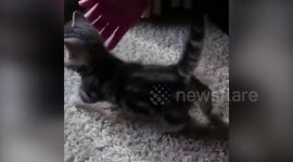 Puppy cat cute
