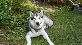 Alaskan Malamute Salmon Head Delight