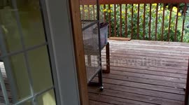 Alaskan Malamute Cave