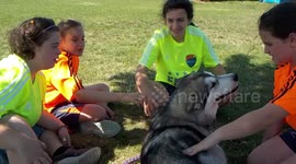 Alaskan Malamute Sojourner Truth on a Special Mission