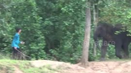 Brave farmer chases away charging elephant with just a stick