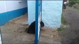 Bear cub rescued after getting head stuck in gate