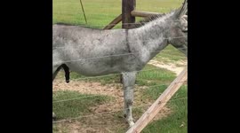 Donkey Talk