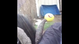 Mr Ringo vs Marty the pool noodles goat